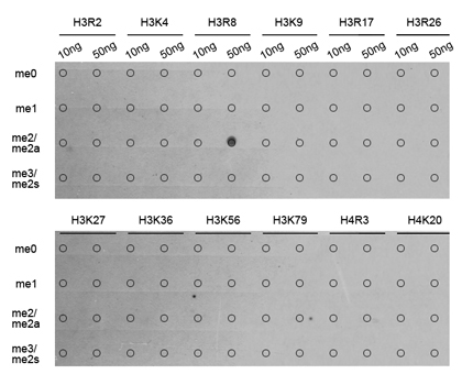 Asymmetric DiMethyl-Histone H3-R8 Rabbit Polyclonal Antibody - Image 2