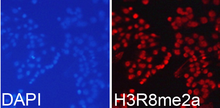 Asymmetric DiMethyl-Histone H3-R8 Rabbit Polyclonal Antibody - Image 6