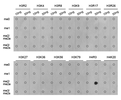 Asymmetric DiMethyl-Histone H4-R3 Rabbit Polyclonal Antibody - Image 2