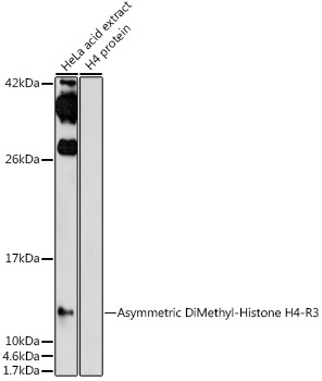 Asymmetric DiMethyl-Histone H4-R3 Rabbit Polyclonal Antibody