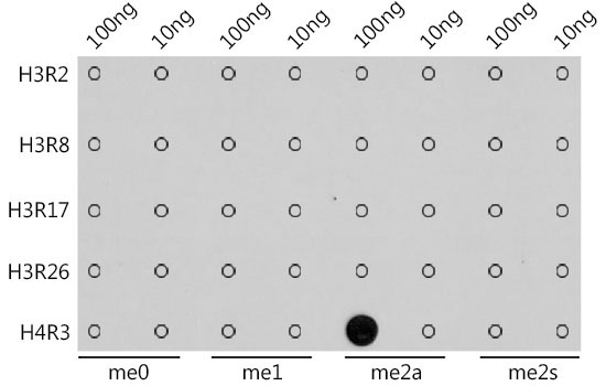 Asymmetric DiMethyl-Histone H4-R3 Rabbit Polyclonal Antibody - Image 2