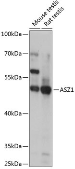 ASZ1 Rabbit Polyclonal Antibody