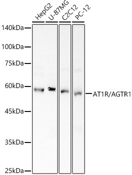 AT1R/AGTR1 Rabbit Polyclonal Antibody
