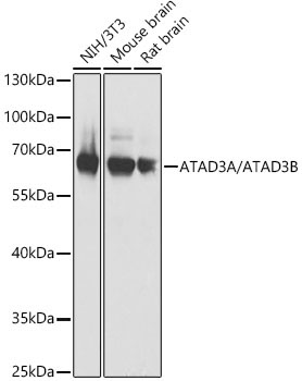ATAD3A/ATAD3B Rabbit Polyclonal Antibody