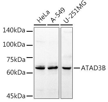 ATAD3B Rabbit Polyclonal Antibody