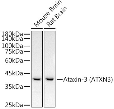 Ataxin-3 (ATXN3) Rabbit Monoclonal Antibody