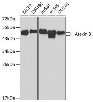 Ataxin-3 (ATXN3) Rabbit Polyclonal Antibody