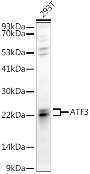 ATF3 Rabbit Polyclonal Antibody - Image 2