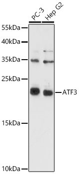 ATF3 Rabbit Polyclonal Antibody - Image 2
