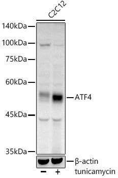 ATF4 Rabbit Polyclonal Antibody