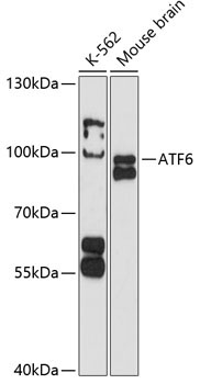 ATF6 Rabbit Polyclonal Antibody