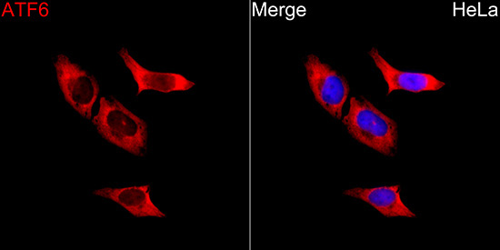 ATF6 Rabbit Polyclonal Antibody - Image 3