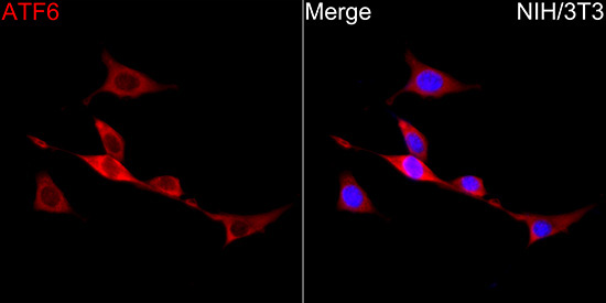 ATF6 Rabbit Polyclonal Antibody - Image 4
