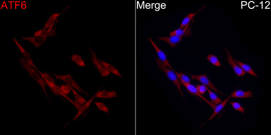 ATF6 Rabbit Polyclonal Antibody - Image 6