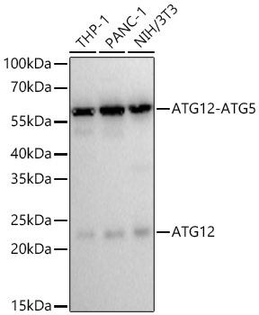 ATG12 Rabbit Monoclonal Antibody