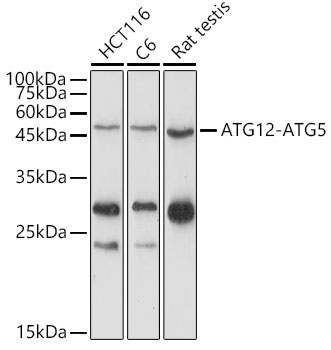 ATG12 Rabbit Polyclonal Antibody