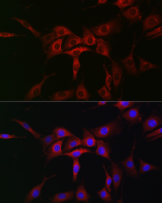 ATG12 Rabbit Polyclonal Antibody - Image 2