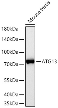 ATG13 Rabbit Polyclonal Antibody