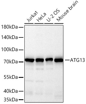 ATG13 Rabbit Polyclonal Antibody - Image 2