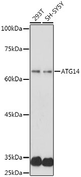 ATG14 Rabbit Polyclonal Antibody