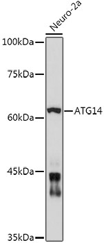 ATG14 Rabbit Polyclonal Antibody - Image 2