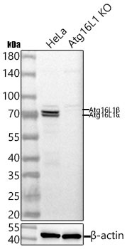 ATG16L1 Rabbit Monoclonal Antibody