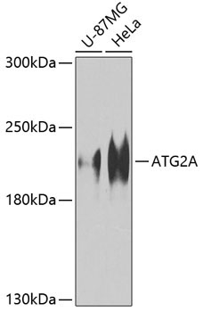 ATG2A Rabbit Polyclonal Antibody