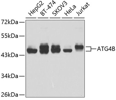 ATG4B Rabbit Polyclonal Antibody