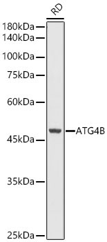 ATG4B Rabbit Polyclonal Antibody - Image 2