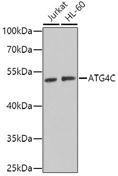 ATG4C Rabbit Polyclonal Antibody