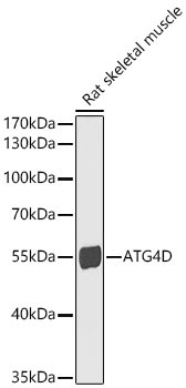 ATG4D Rabbit Polyclonal Antibody