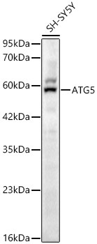 ATG5 Rabbit Polyclonal Antibody