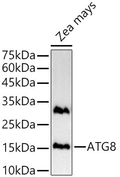 ATG8 Rabbit Polyclonal Antibody