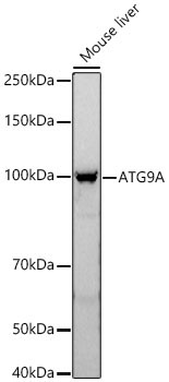 ATG9A Rabbit Polyclonal Antibody