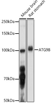 ATG9B Rabbit Polyclonal Antibody - Image 2