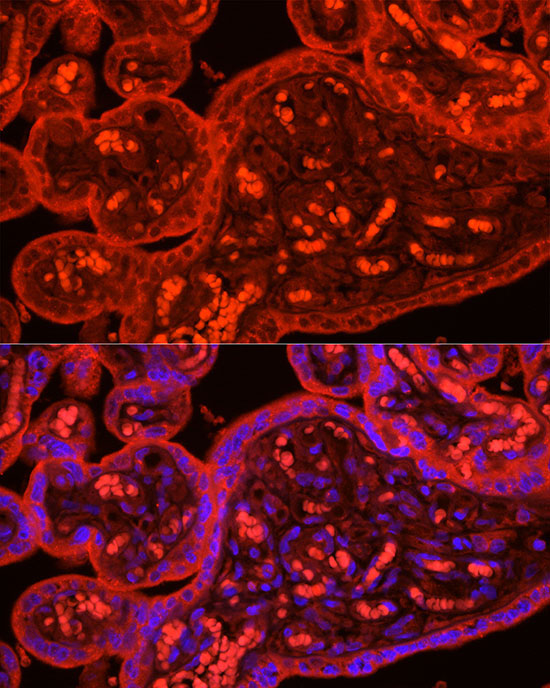 ATG9B Rabbit Polyclonal Antibody - Image 3