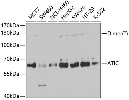ATIC Rabbit Polyclonal Antibody