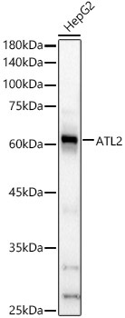 ATL2 Rabbit Polyclonal Antibody