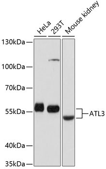 ATL3 Rabbit Polyclonal Antibody