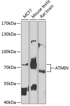 ATMIN Rabbit Polyclonal Antibody