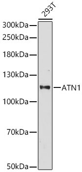 ATN1 Rabbit Polyclonal Antibody