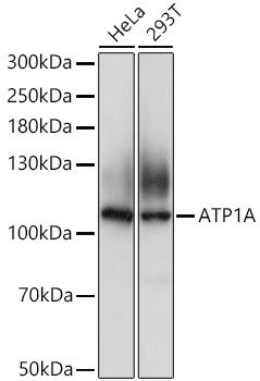 ATP1A Rabbit Polyclonal Antibody