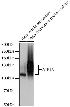 ATP1A Rabbit Polyclonal Antibody - Image 2
