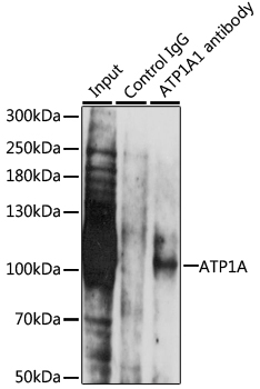 ATP1A Rabbit Polyclonal Antibody - Image 5