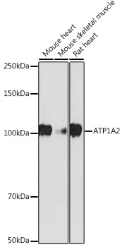 ATP1A2 Rabbit Monoclonal Antibody