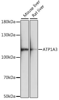 ATP1A3 Rabbit Polyclonal Antibody