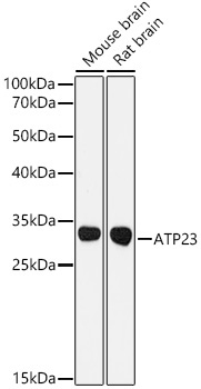 ATP23 Rabbit Polyclonal Antibody