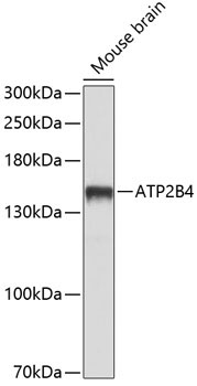 ATP2B4 Rabbit Polyclonal Antibody