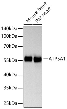 ATP5A1 Rabbit Monoclonal Antibody