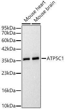 ATP5C1 Rabbit Polyclonal Antibody